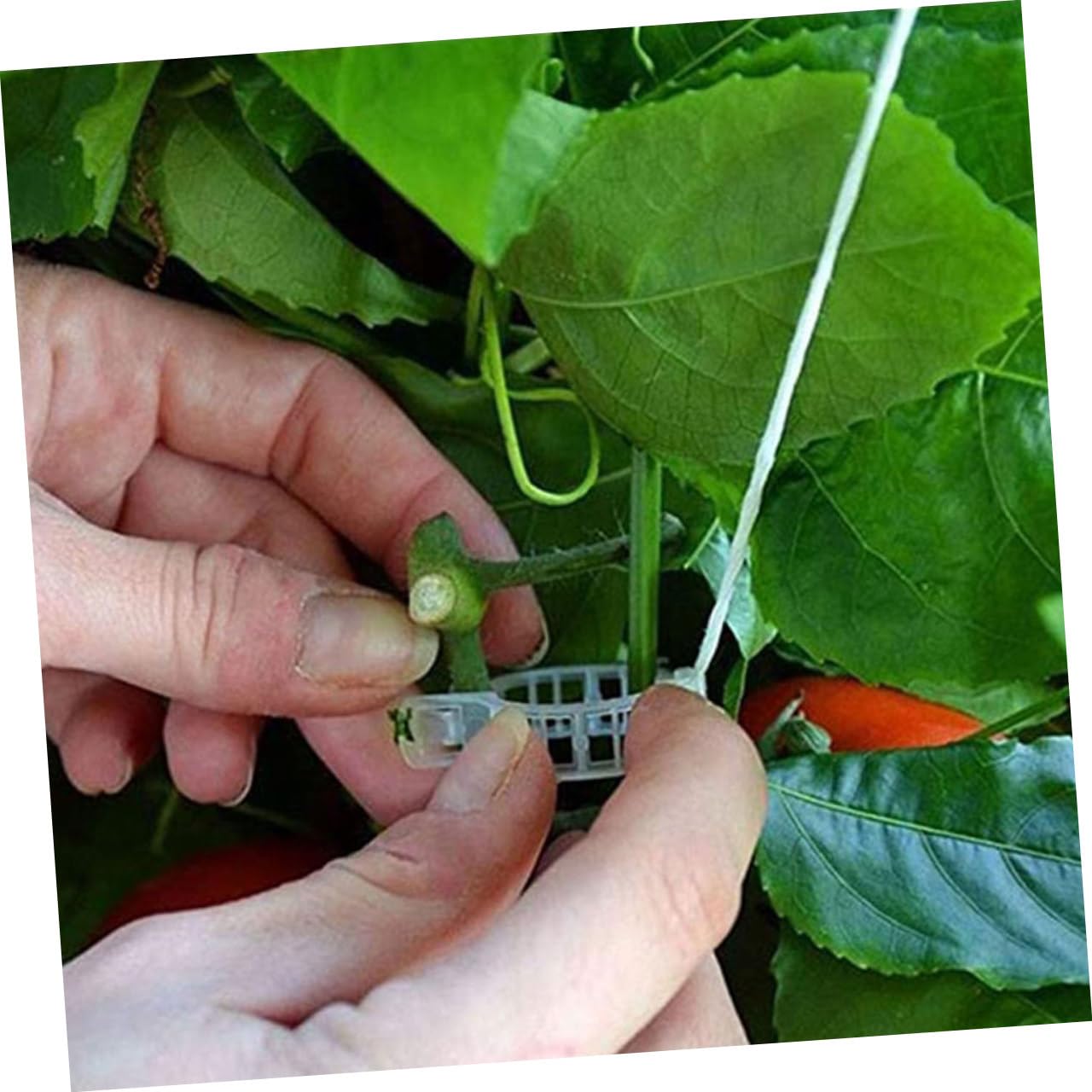 Kisangel 2sets Trellis Hooks per Pomodori e Piante Rampicanti da Ganci e Metri di Filo per Supporto Facile da Usare e Resistente Ottimizza La Crescita delle Piante Giardino