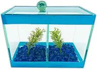 Aquário Beteira Dupla Decorado 17x9x13 1,9L 2 Peixes Betas (Azul)