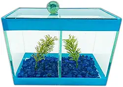 Aquário Beteira Dupla Decorado 17x9x13 1,9L 2 Peixes Betas (Azul)