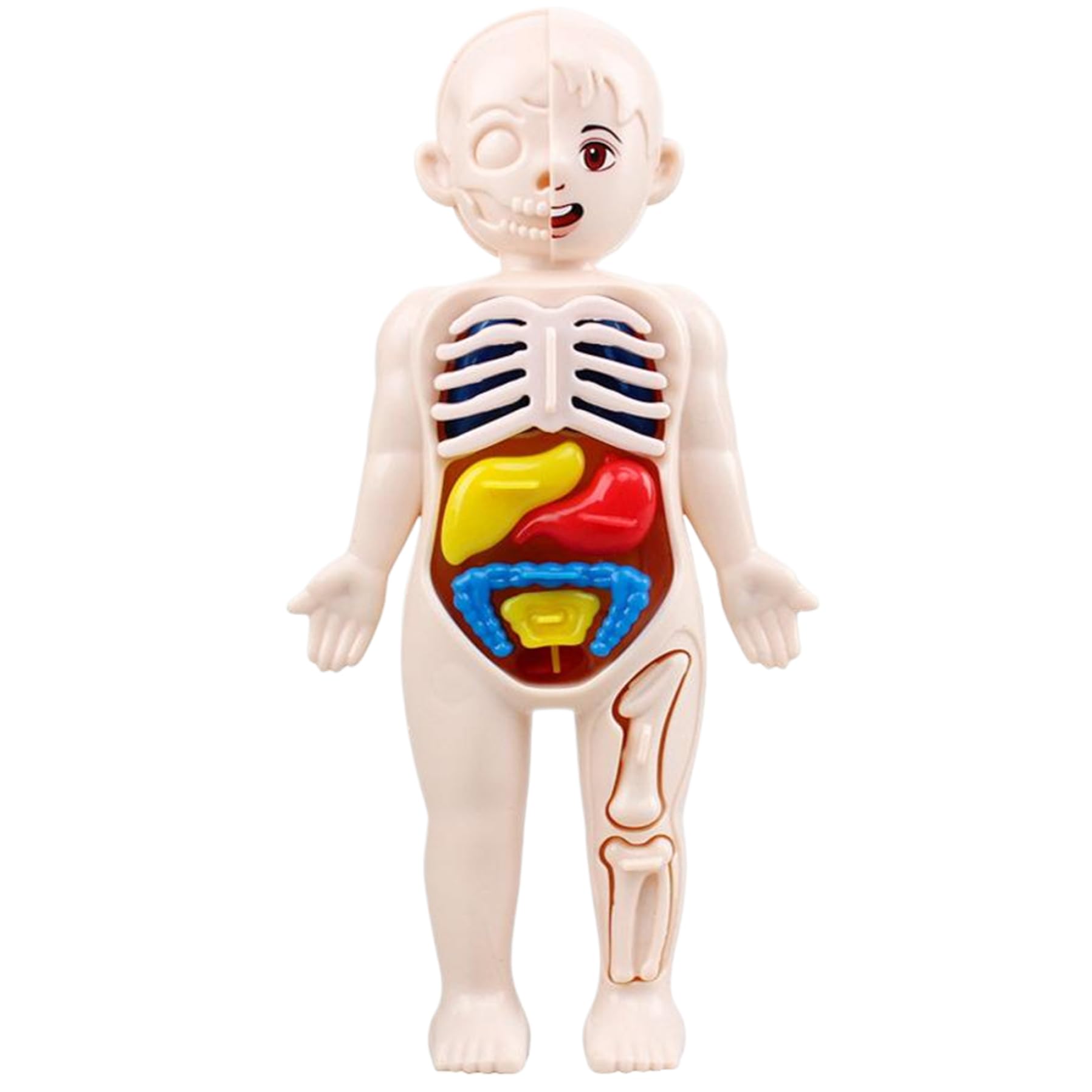 Xiaoxu Modelo del Cuerpo Humano para niños, Modelo anatómico de 7x4 Pulgadas con órganos Desmontables, Juguete Educativo científico de ABS sin Rebabas para niños Mayores de 3 años, anatomía