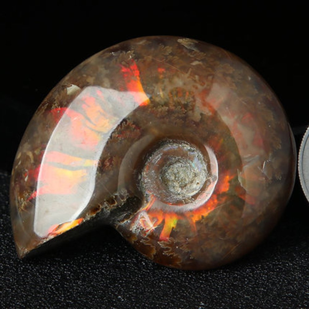 AITELEI Lucky Fortune Espiral Ammolita Natural Amonita Fósil Pure Natural Artesanía Piezas de Caracola, Piedra Fósil Jugada en Palmas