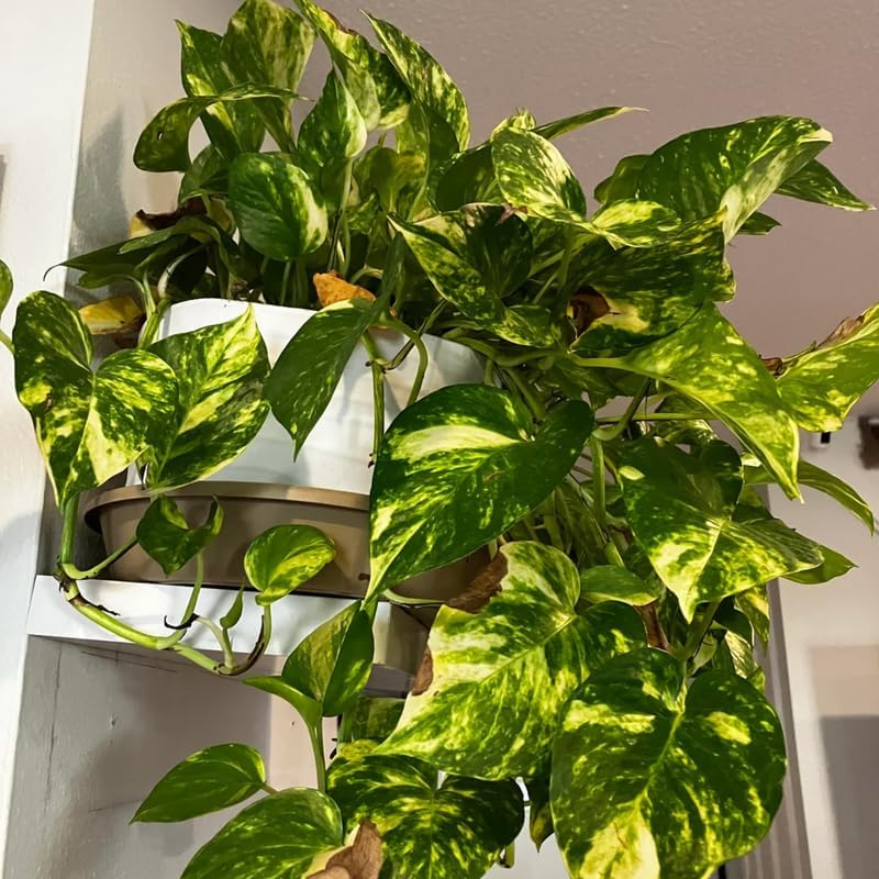 Golden Pothos Plant, Live Pothos Plant, Variegated Pothos Plant, Pothos Vines Plant 4 Inches Potted House Plant Indoors Live, Indoor House Plant