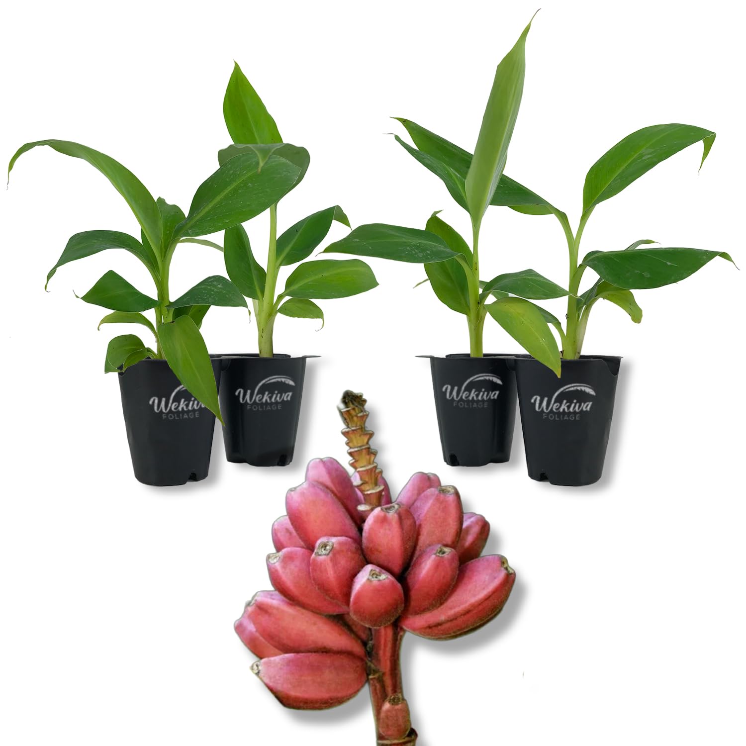 burle marxii plant Ctenanthe Burle Marxii (Fishbone Prayer Plant) – Nature's Gems main image 0