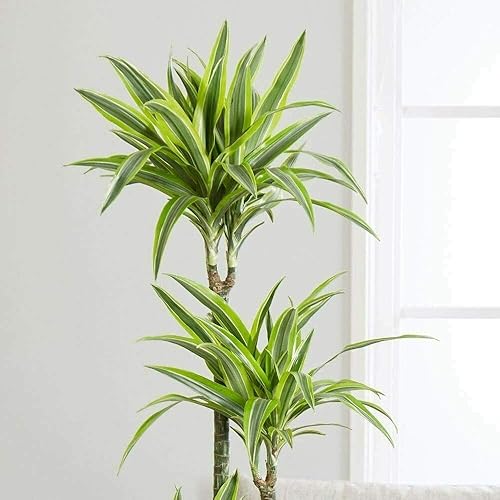 Miniatura 3 de Dracaena Fragrans - Planta de vivo, planta de maíz, árbol de follaje de calidad florista de interior