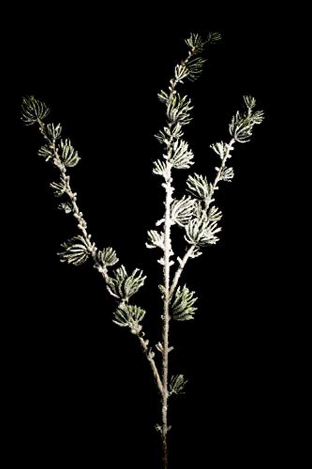 Queens of Christmas WL-PCK37-JPN-SN-37 37" Japanese Pine Pick with Snow