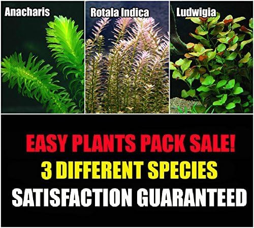 Aquarium Plants Discounts 15+ Stems - 3 Kinds - Anacharis, Rotala Indica, Ludwigia Repens