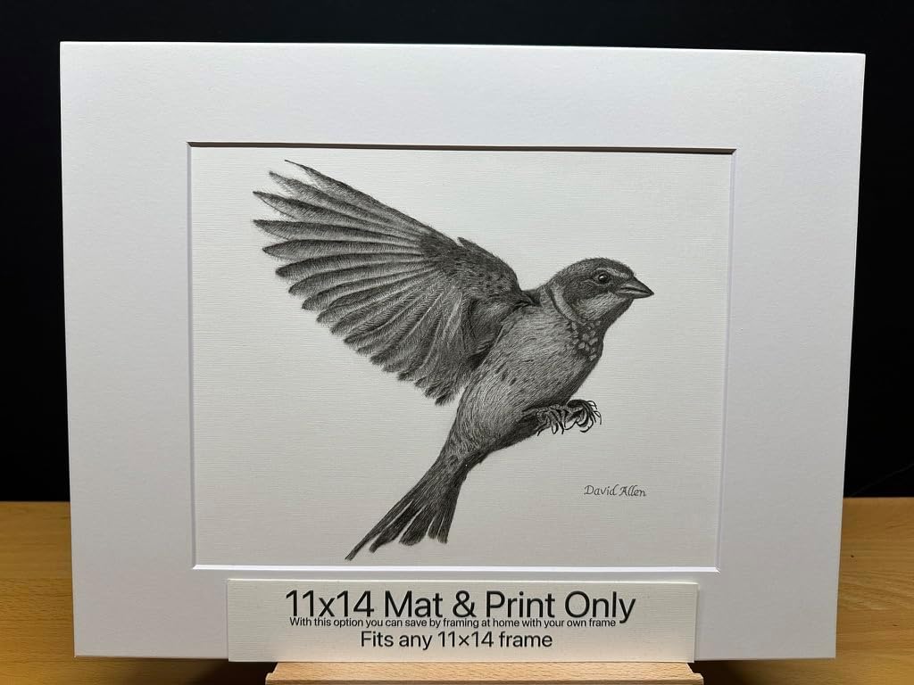 Sparrow Bird Graphite Pencil Art Sketch Drawing Print Picture Limited Edition Titled 'Sparrow Landing' by David Allen (11x14 Mat & Print Only)