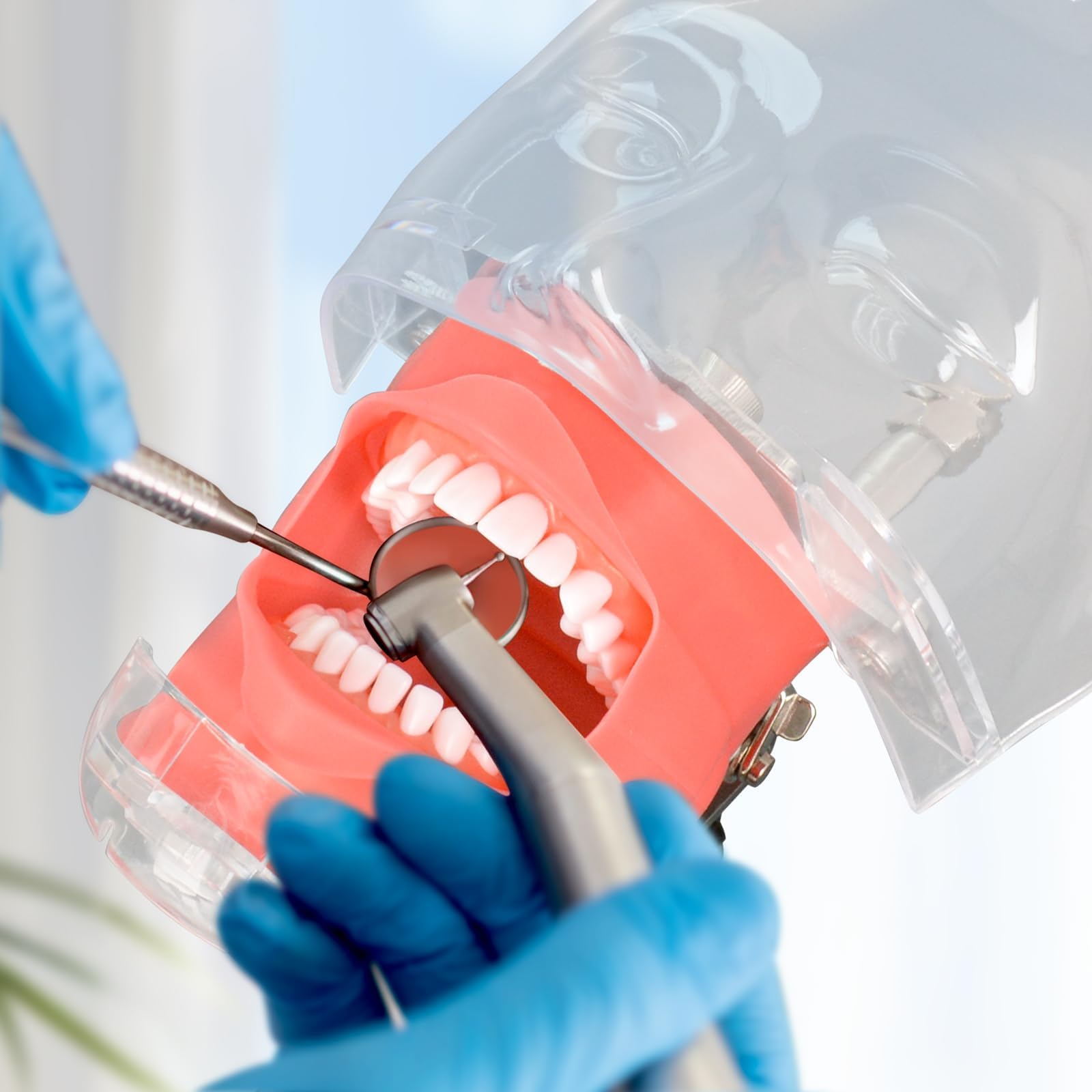Ultrassist Maniquí dental con 32 dientes de Typodont con soporte de mesa y cabeza fantasma dental