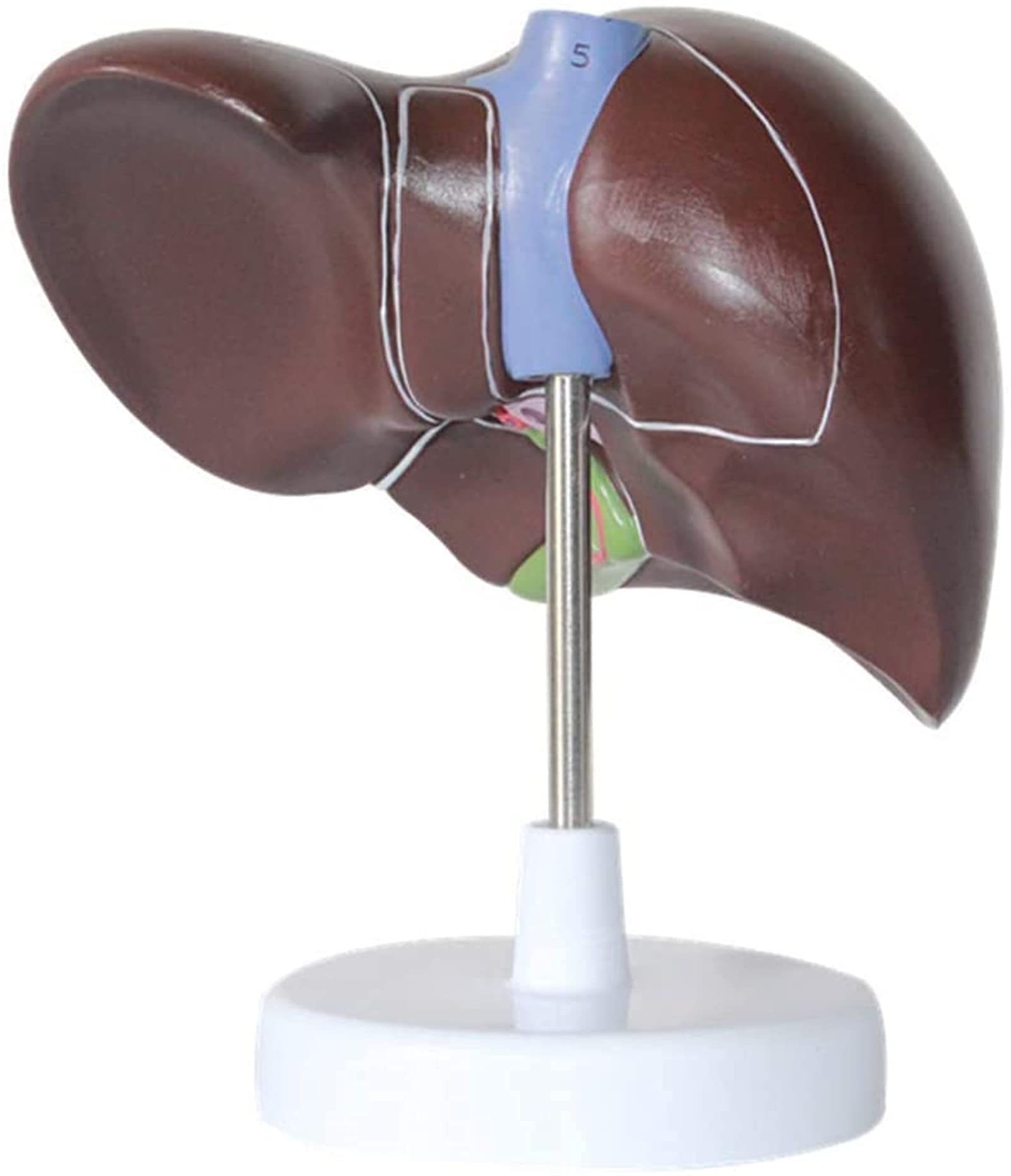 Buy QHYXT 3D Human Liver Pathological Anatomical Model Liver