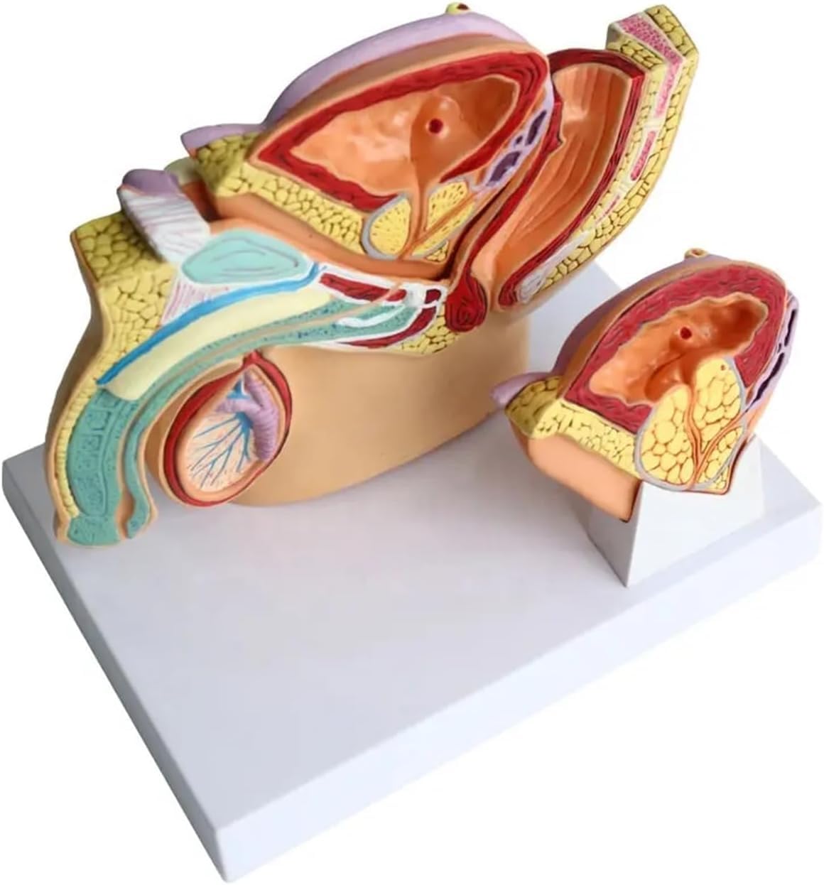 Generico Modello Anatomico del Sistema Riproduttivo Maschile, Modello Anatomico Patologico della Vescica della cavità Addominale Medica per Lo Studio Dell'educazione