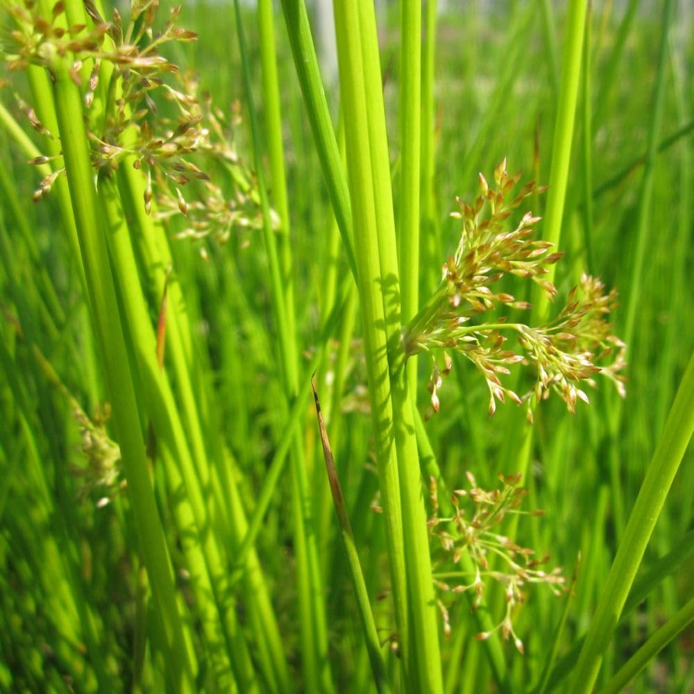 Juncus effusus – Smooth Rush, Marginal Aquatic 9cm Pot x3 Plants by Thompson & Morgan