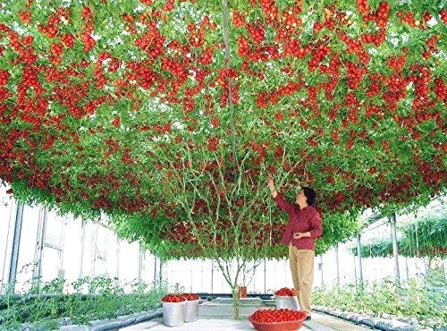 Creative Farmer Italian Tomato Tree Trip L Crop Vegetable Seeds for Home/Garden - Pack of 50 (B07N5DD25H) Amazon Price History, Amazon Price Tracker