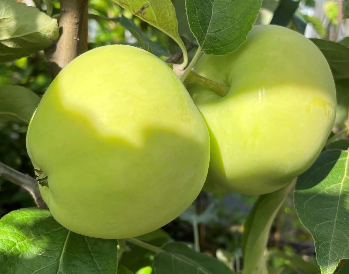 Apfel Belij Naliv, Sommerapfel, Zwergapfelbaum, Apfelbaum ca.180/200 cm, Белый Налив