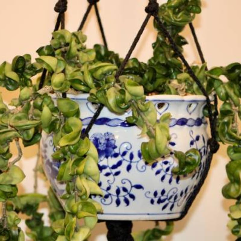 Hoya Hindu Rope Plant Live, 4 Inch Pot, Potted Crinkle Leaf Wax Plant, Unique Curly Indoor Vine for Home and Office Décor