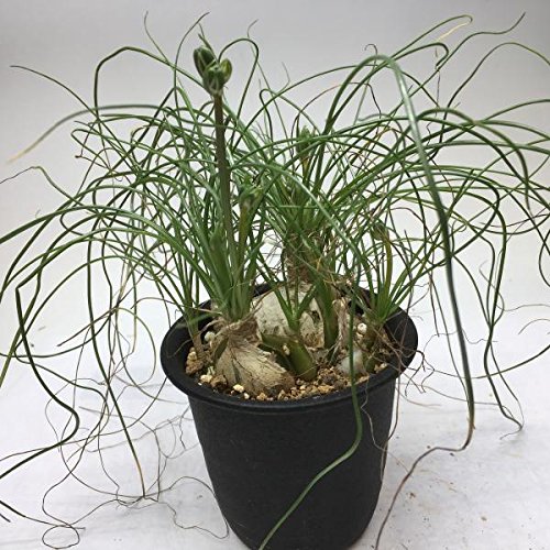 アルブカ・フミリス Amazon.co.jp: 多肉植物：アルブカ フミリス M*葉幅20cm: ホーム