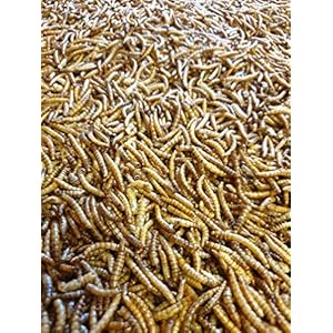 2KG Dried Mealworms for Wild Bird Food