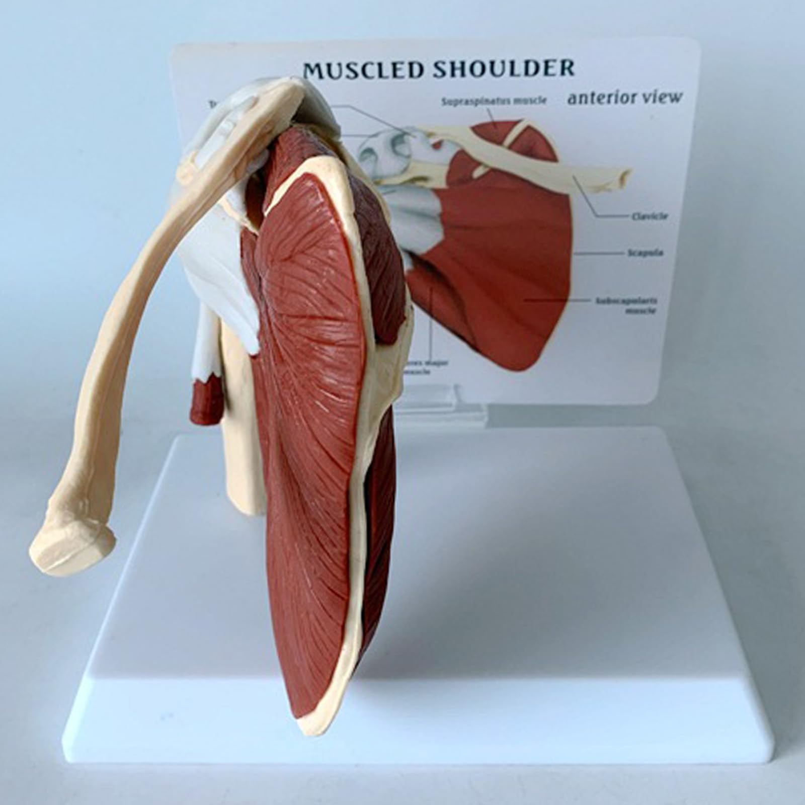 Model Ludzkiej Łupki Przyłączonej Do Mięśnia Klawiarki, Model Anatomii Szkieletu, Naukowo Precyzyjny Medyczny Materiał Dydaktyczny
