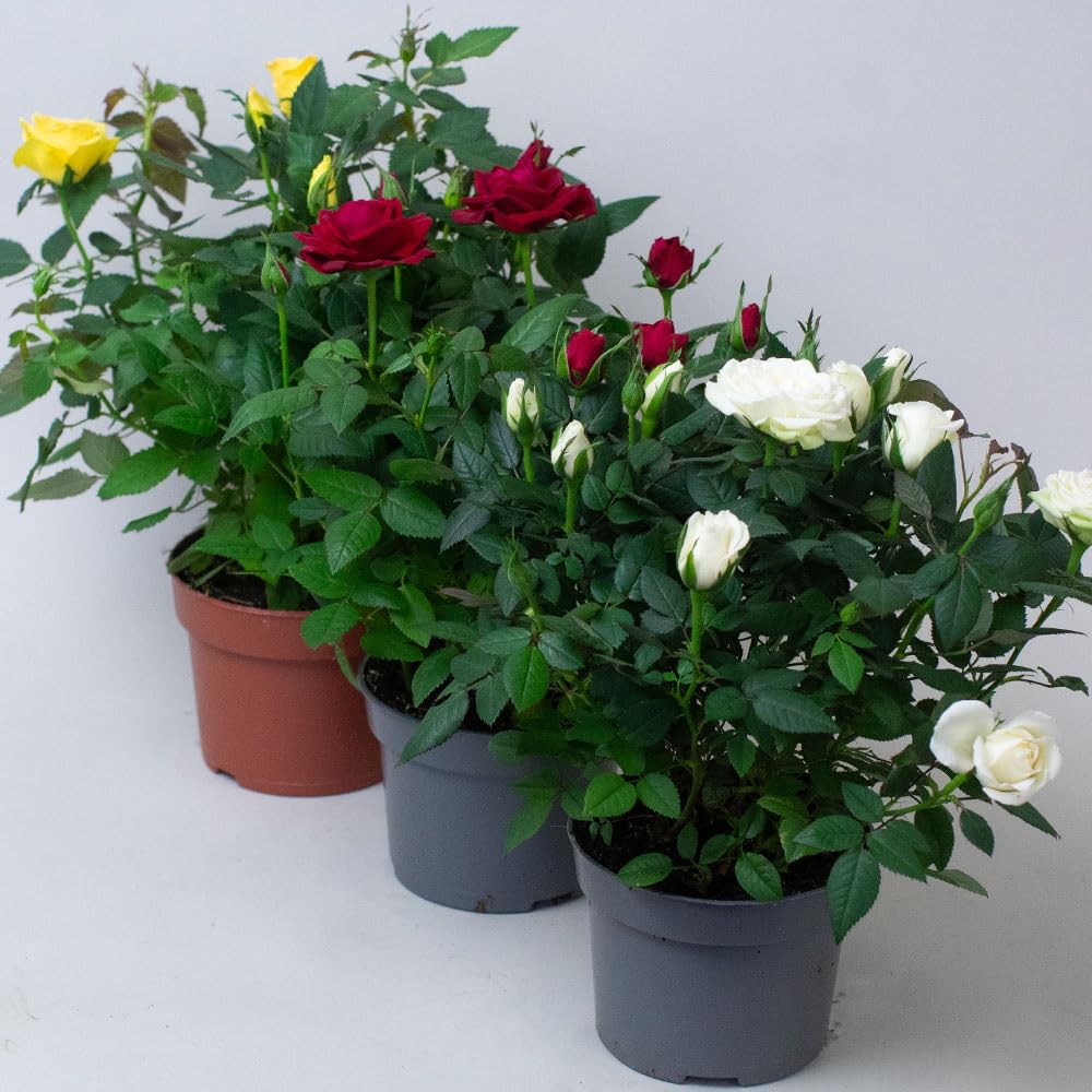 3 x Miniature Rose - Mixed Live Mini Rose Plant, Indoor Rose Plant in 10.5cm Pots, Tropical Plants UK