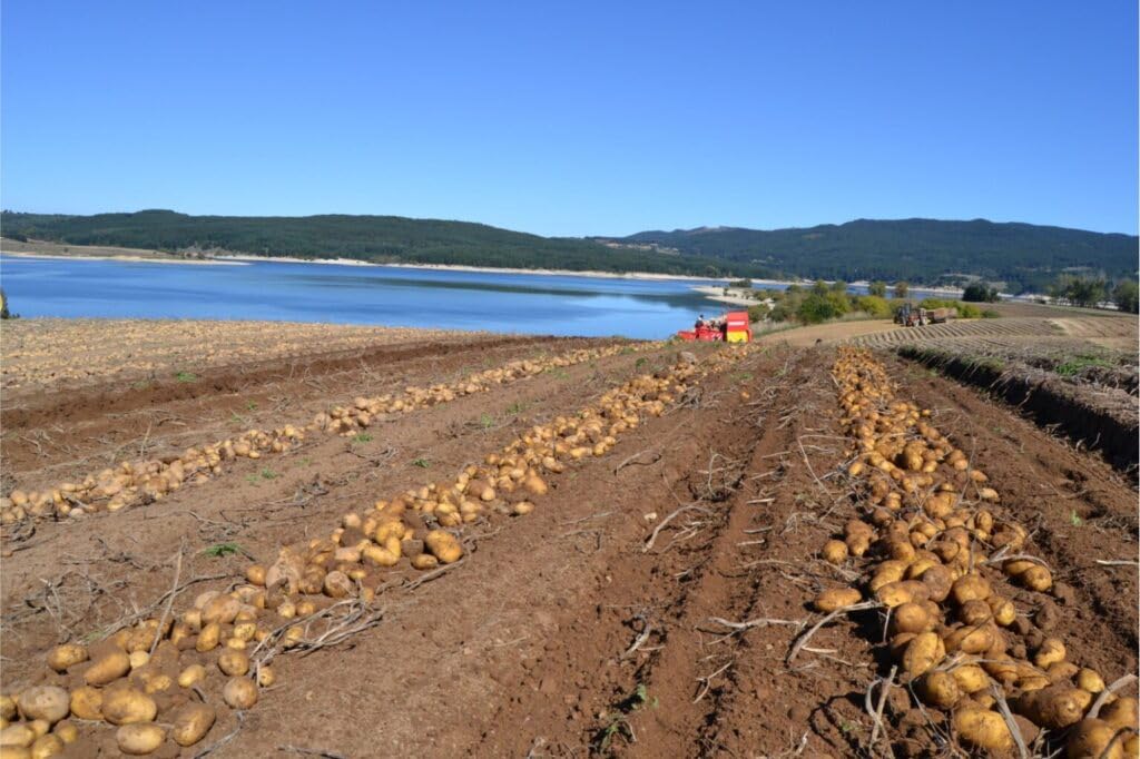 P. EMME Patate silane IGP kg.5 di PATATE coltivate in Sila Calabria Patate a pasta gialla