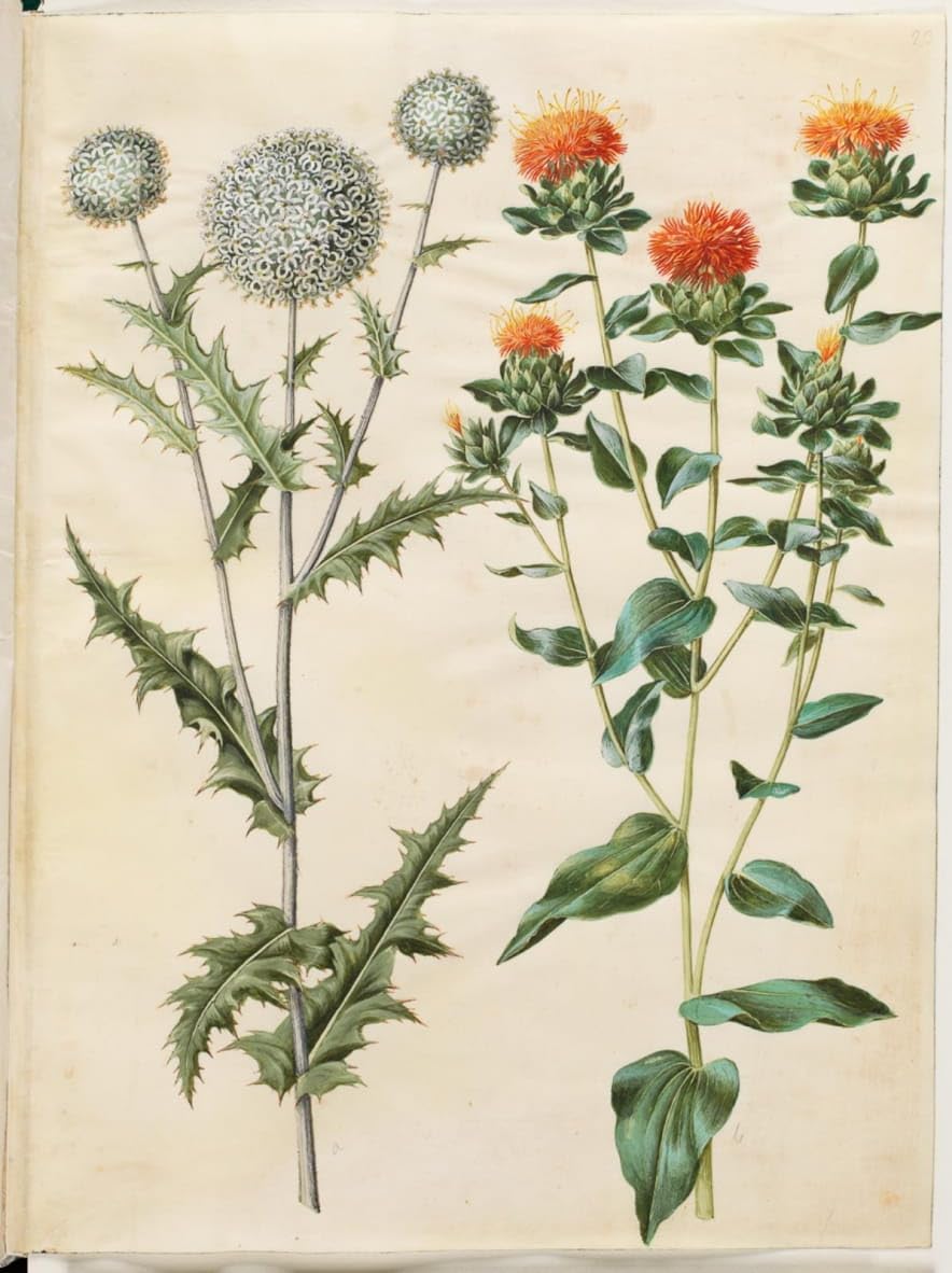 Toile Echinops Sphaerocephalus pour moderniser un mur de chambre - 5