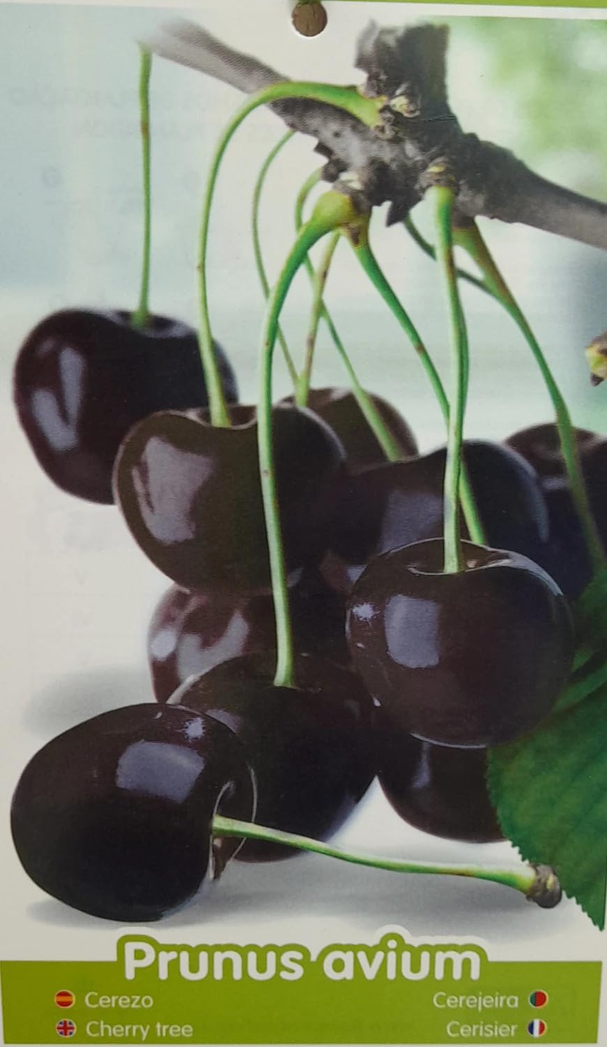 Garden Center Shop | Cerezo Autofértil M25 | Árbol Frutal Natural de Cereza | Variedad Autofértil para Huerto, Jardín o Terraza | Frutal Exterior en Maceta