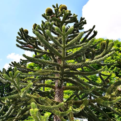 TomorrowSeeds - Monkey Puzzle Tree Seeds - 5+ Count - for 2026 Planting Pewen Chilean Pinonero Evergreen Argentinian Conifer Ornamental Landscaping Hardy Araucaria Araucana Pinones South American