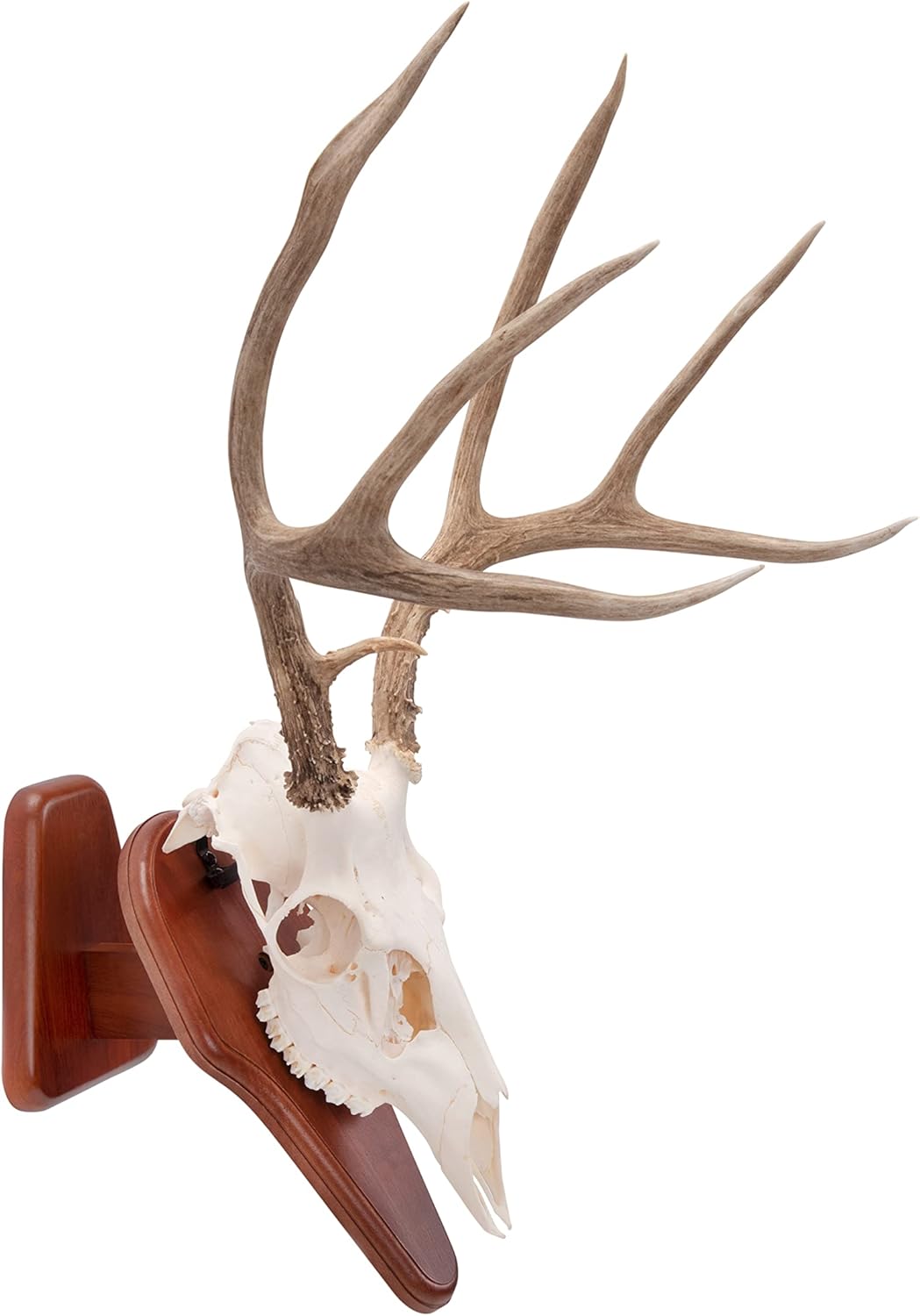 Allen Company EZ Skull Mount Presentation Pedestal & Plaque