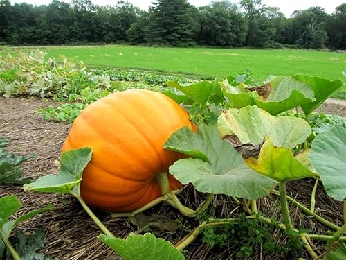 Miniatura 6 de Semillas gigantes de calabaza titán, 10 semillas para plantar semillas de calabaza de huerto