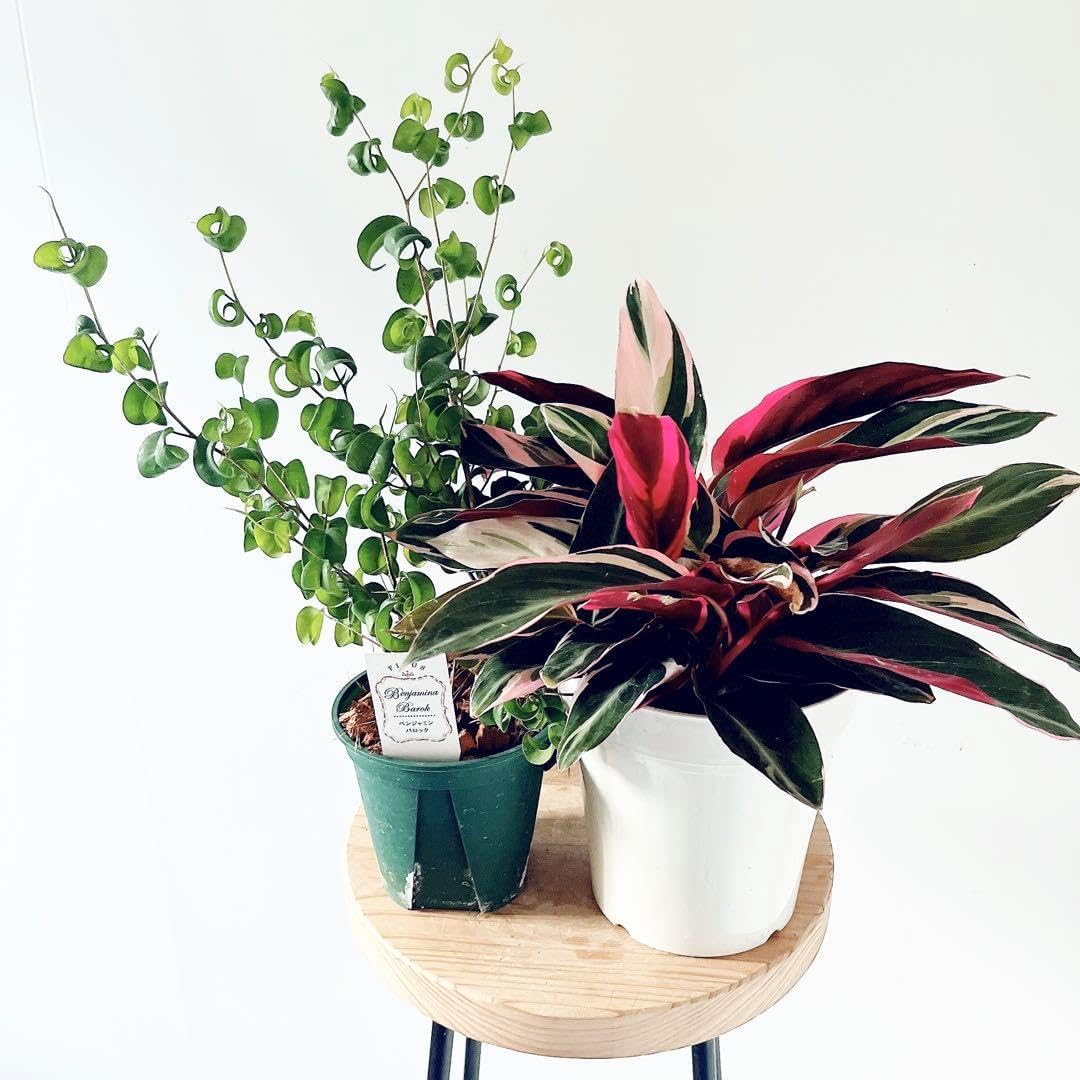 ☆ シェフレラ レナータ♪ 102cm♪