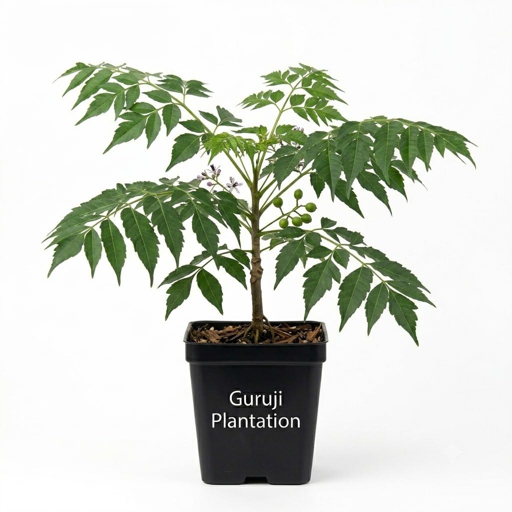 Guruji Plantation Bakain (Melia Azedarach) Medicinal Shade Tree Easy Grow Live Plant for Home Garden Pack of 1-image-19