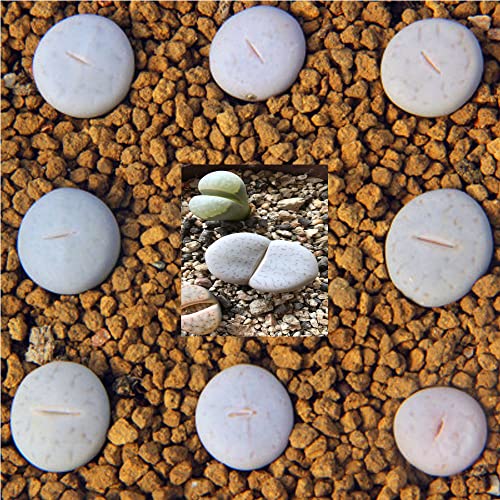 3Pcs White Pink Mini Size Lithops Rare Lithops Meyeri Small Succulent Plants Live Cute Exotic Desk Succulent Plants For Office Mini Potted Unique Gift. #TOP5