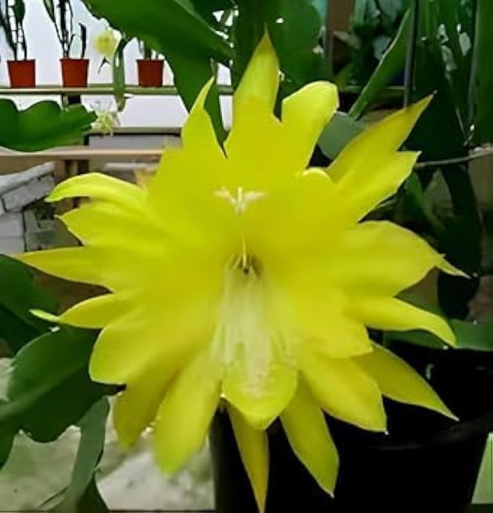 Budding Beauty Nursery, Yellow colour Brahmakamal Night Queen Flower, Pack of- 1 (B0CXHR315J) Amazon Price History, Amazon Price Tracker
