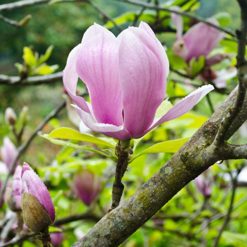 Magnolia x soulangeana, Pink, 1 x 7 Litre Pot
