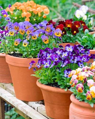 Creative Farmer Flower Seeds : Pansy Flower Seeds Gaint Seeds For Terrace Garden Air Purifying Plant Seeds Garden [Home Garden Seeds Eco Pack] Plant Seeds (B078R9MV3N) Amazon Price History, Amazon Price Tracker