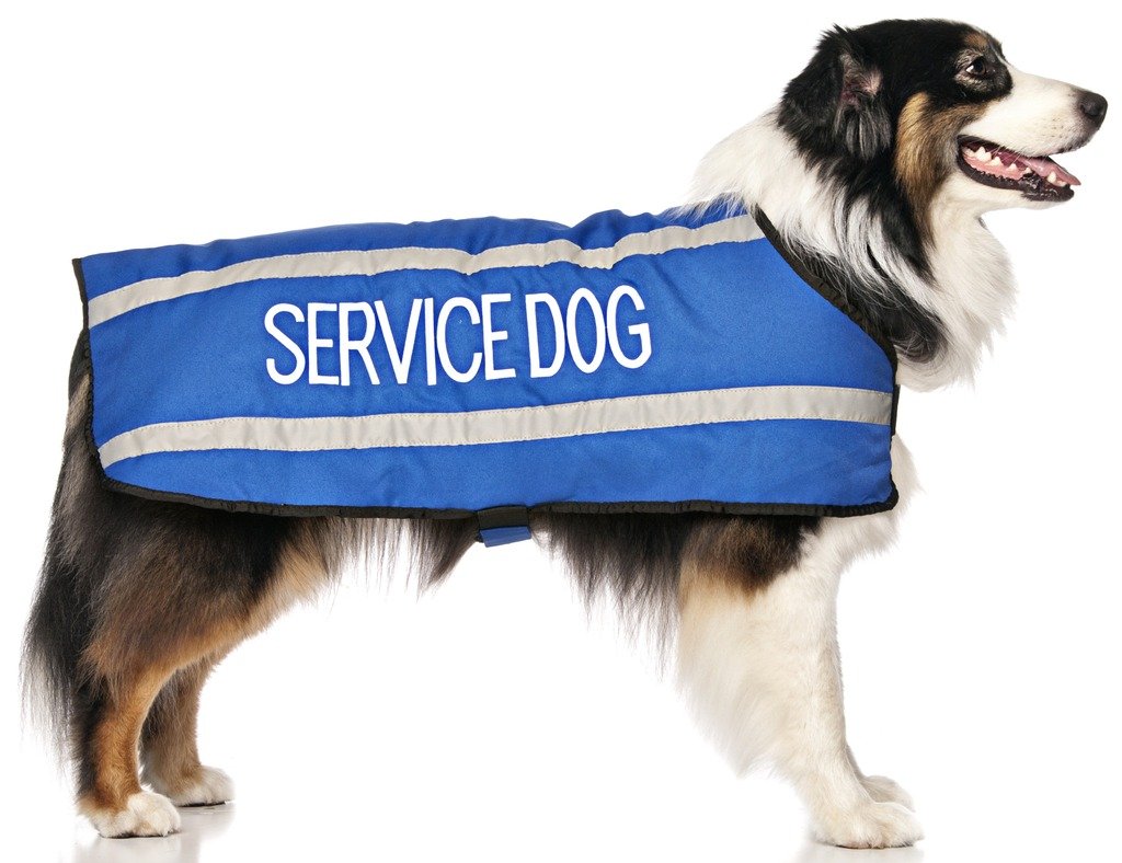 Manteaux Chien de Service Bleu Dexil imperméable et réfléchissant taille L XL