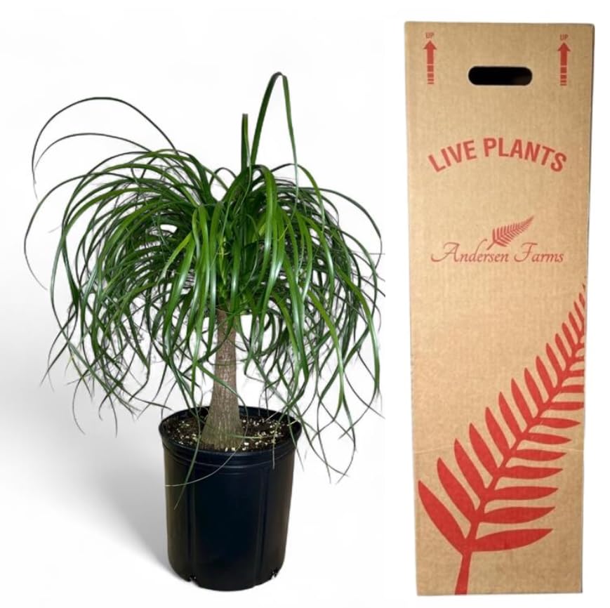 Andersen Farms Ponytail Palm Elephants Foot 10 Inches Grower Pot Live Indoor/Outdoor Drought-Tolerant Plant Air Purifying Easy Care Houseplant for Home Dcor