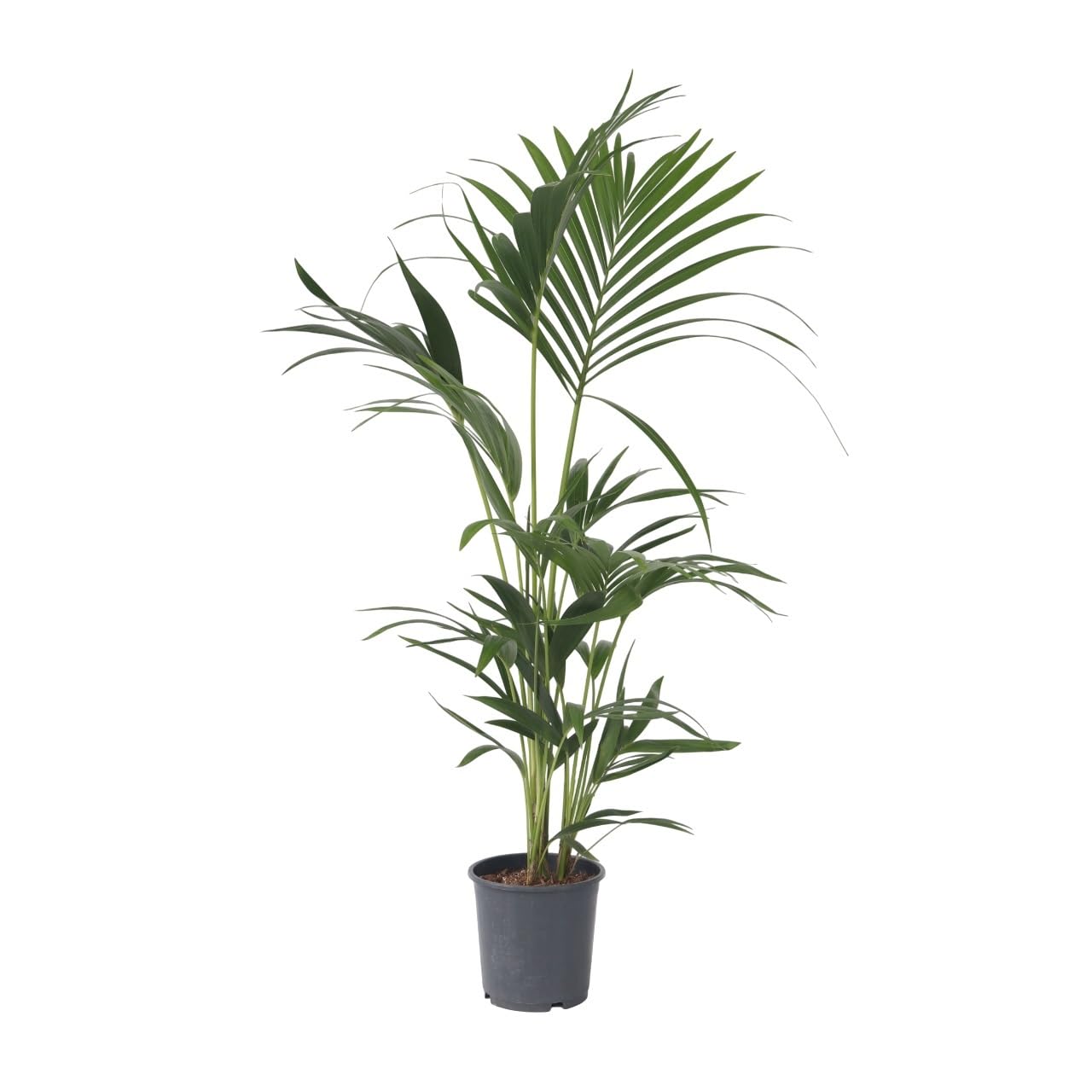 amazon monstera Monstera deliciosa PomPom