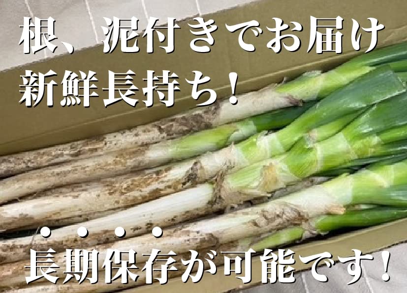 Amazon.co.jp: 【長野県産】朝採り即日出荷「長ネギ」Mサイズ20本(根