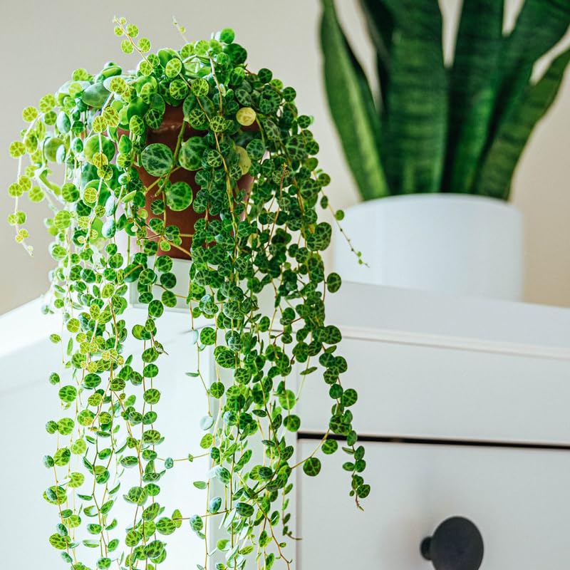String of Turtles Live Plant in Pot Trailing Succulent Plant Hanging Vine Live Indoor Houseplant