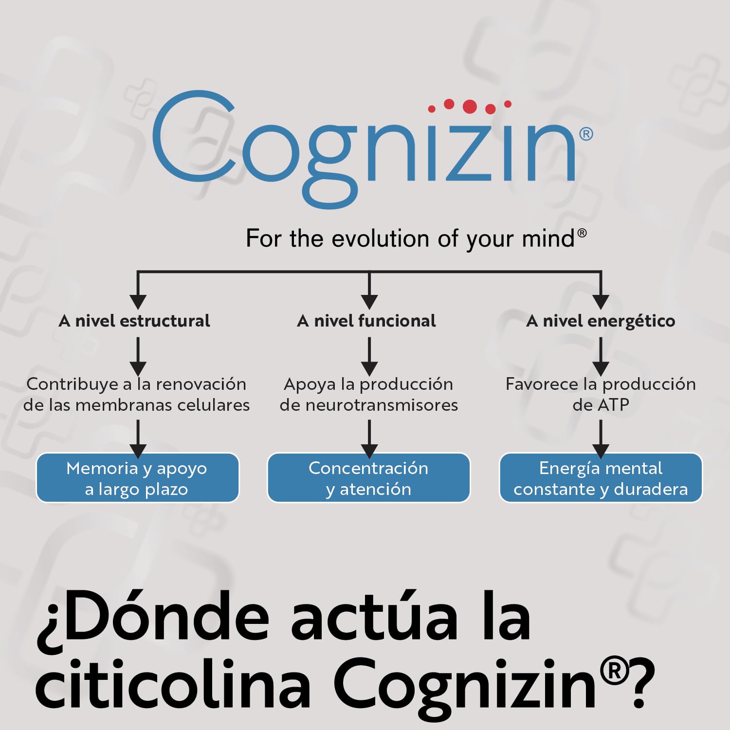 Citicolina 500mg Cognizin PiùLife, 60 Cápsulas, Suplemento Memoria Y Concentración, CPD-Colina Capsulas Para La Memoria, 2 Al Día, Sin Gluten Y Sin Lactosa