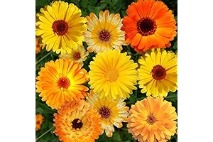 1000 Organic Calendula Seeds: Pacific Beauty Mix Non-GMO Heirloom Flower Seeds for Planting