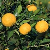 Yuzu Mandarin Tree Plant, Yuzu Tree Live Plant in Pot, 2 to 3 Feet Tall Yuzu Tree Plant, Yuzu Citrus Grafted Tree, Live Yuzu Plant Tree for Planting Outdoor Garden, No Ship to CA