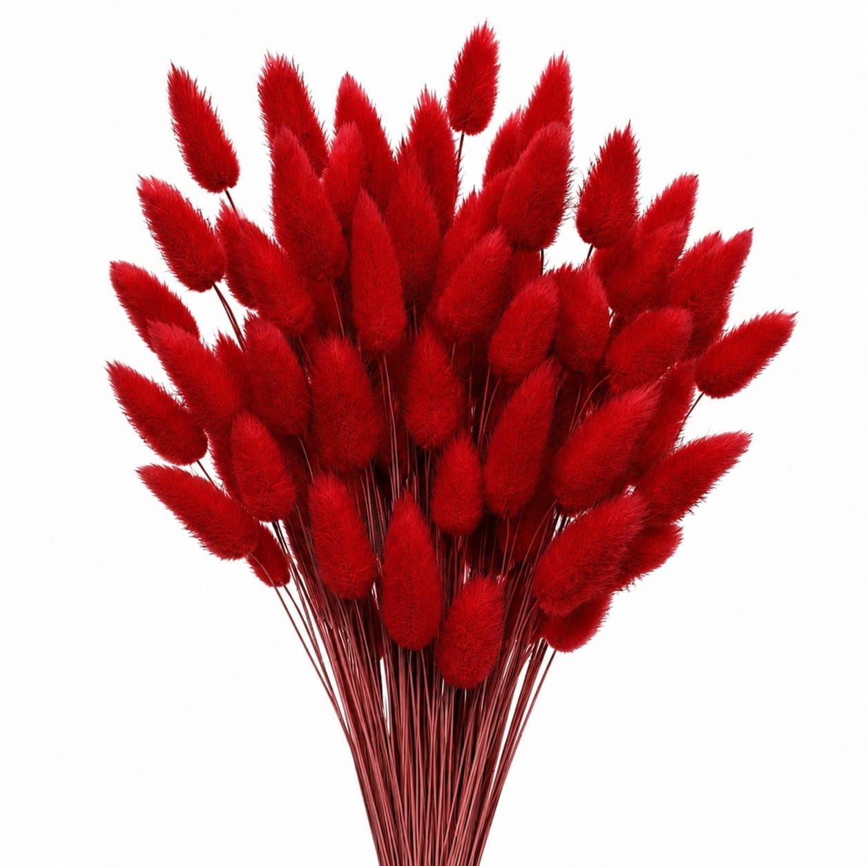 Dried Natural Bunny Tails LAGURUS OVATUS 50 PCS Bunch for Home Decor Floral ARRANGMENTS Wedding Decor Gift Rapping DIY Craft etc. (RED)-image-15