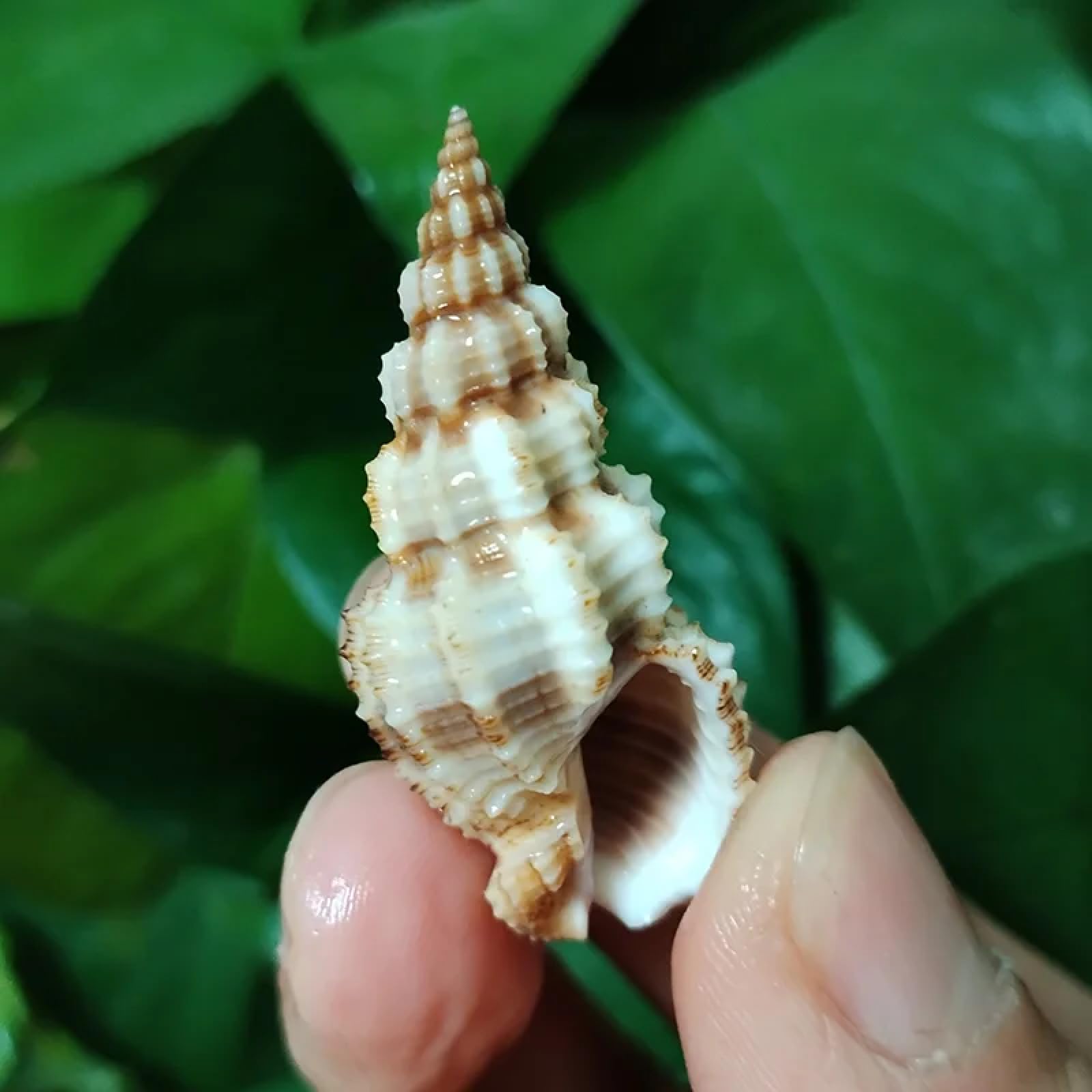 Conchiglie per decorazione, 10 pezzi, 3 cm-5 cm, forma affusolata, turritella, conchiglie, conchiglie per collezionisti, decorazioni per matrimoni, feste a tema spiaggia, artigianato