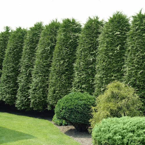 CHUXAY GARDEN 10 Seeds Thuja 'Green Giant',Arborvitae Seed,Green ...
