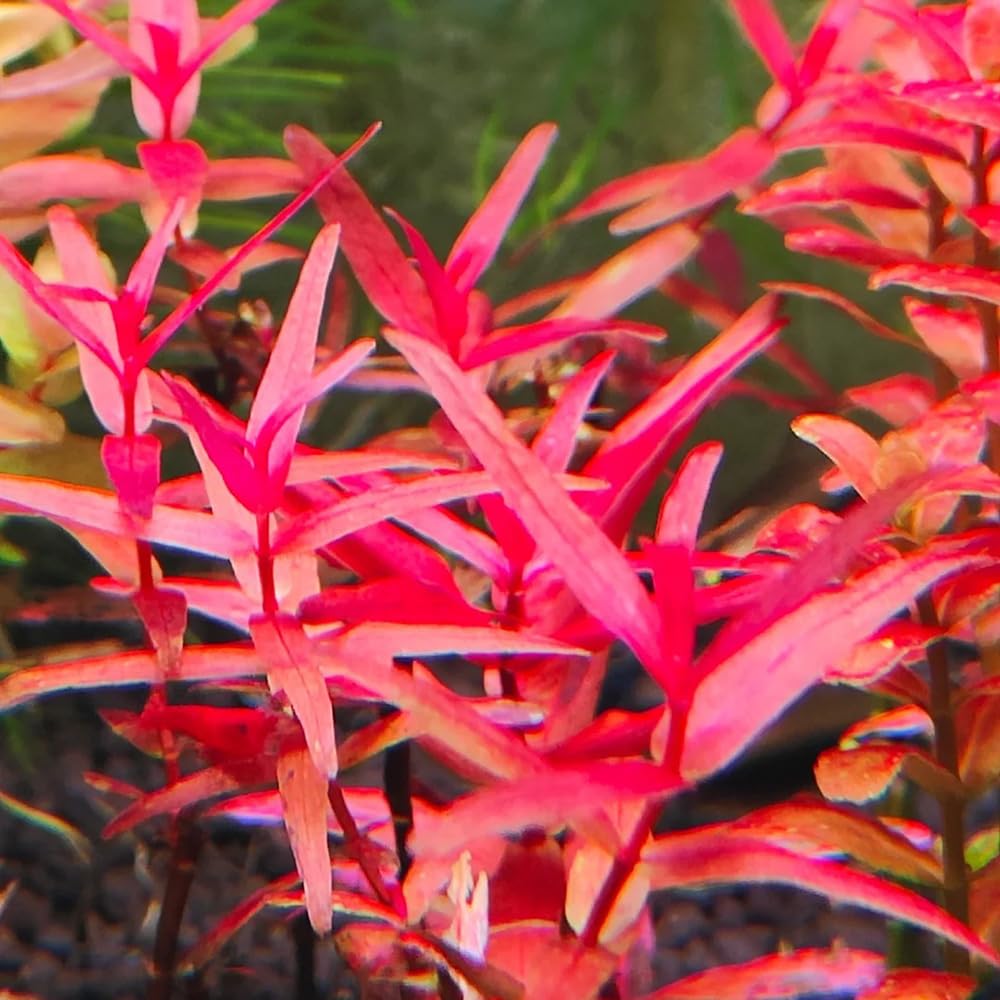 semillas para acuáticas, acuáticas decorativas de estanque variedades antiguas raras acuáticas acuarios interior purificadoras aire interior acuario 350pcs