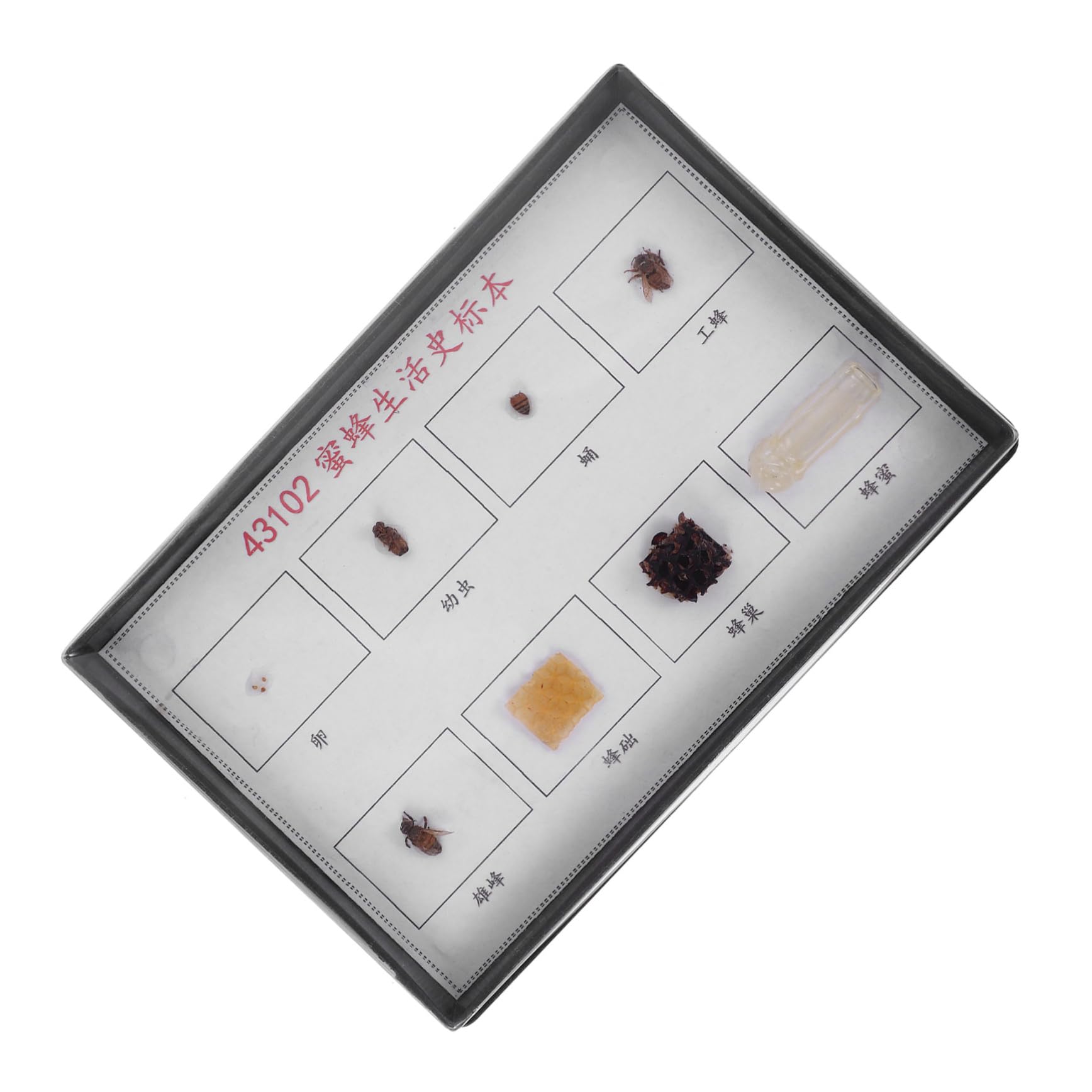 Hohopeti 1Set Bee Lifecycle Specimen Display Educational Teaching Tool for Classroom Study of Bees Lifecycle for Science Projects and Learning Activities
