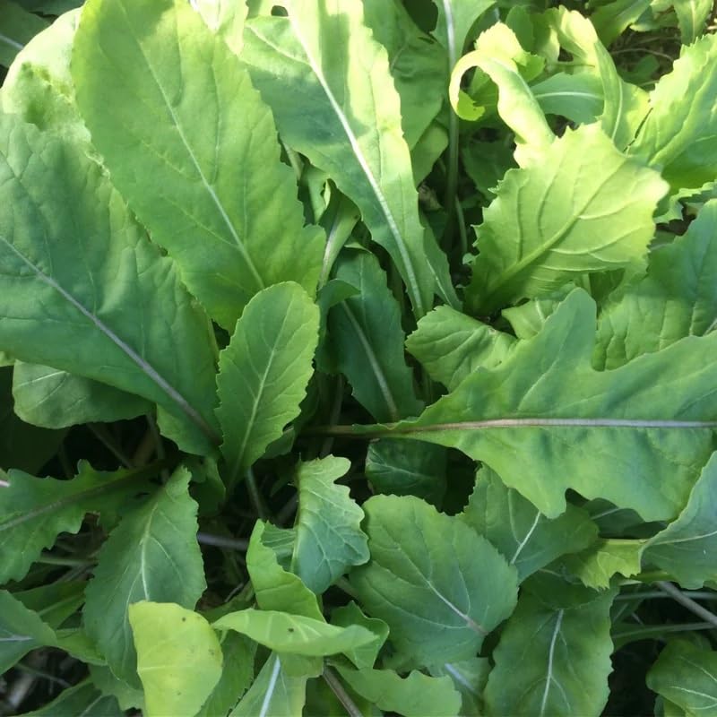 Astro Arugula (Eruca Sativa) Vegetable Seeds, Cold Hardy, Strap-Like Leaves, Seeds by MySeeds.Co, You Choose The Amount (0.5 oz)