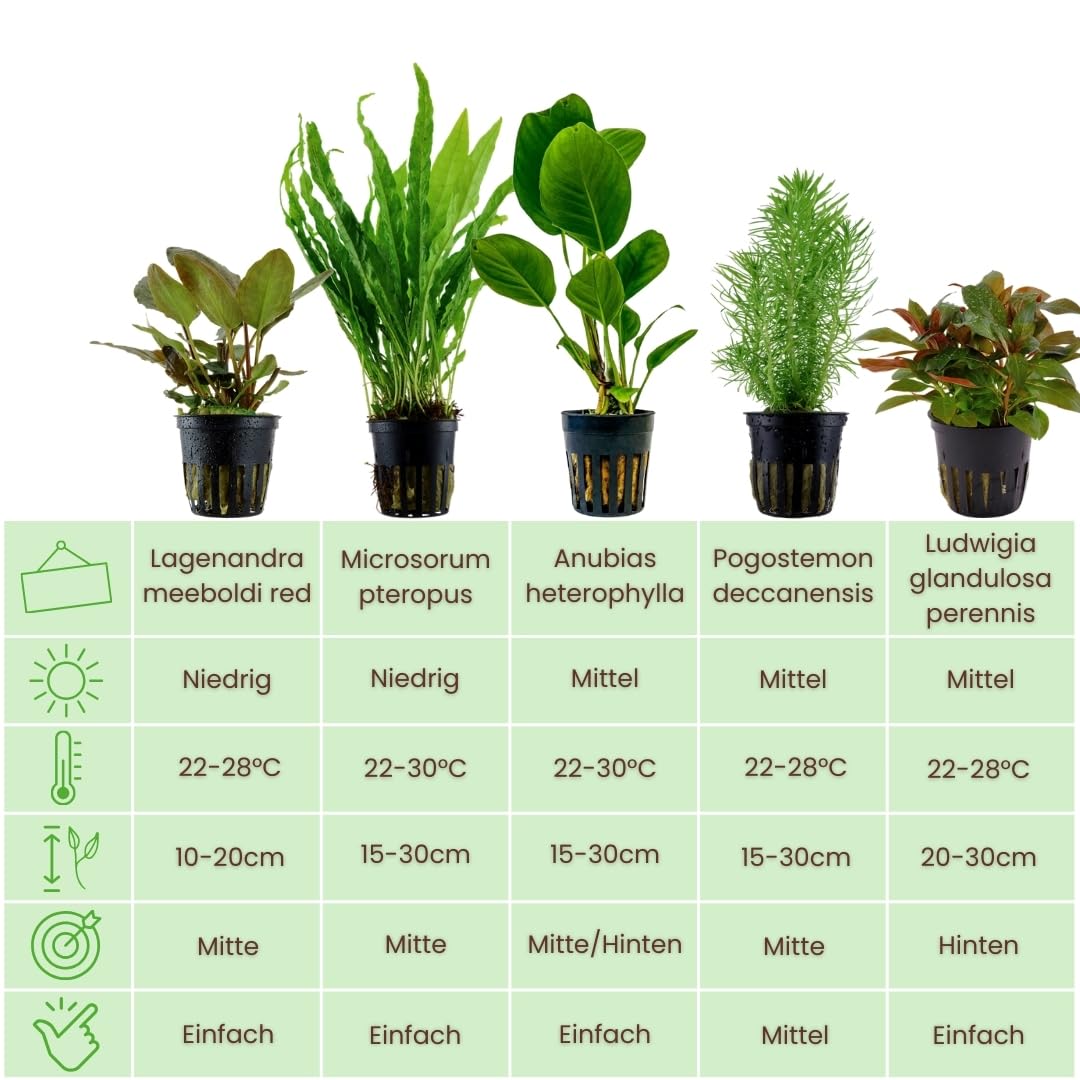 AquaOne Aquarium Pflanzen I 5X Wasserpflanzen I Mittelgrund Aquarienpflanzen I Anubias Lagenandra Ludwigia Pogostemon Microsorum I Set mit 5 Mittelgrundpflanzen