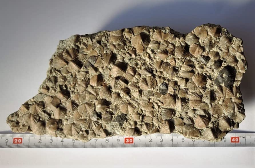 貝の化石 Holopea harpa 本物 オルドビス紀 貝の化石 Holopea harpa